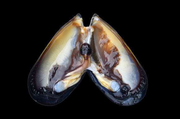 Anatomie interne de la Moule